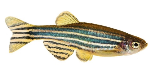 Cá ngựa vằn (Danio rerio) - một đối tượng thử nghiệm
