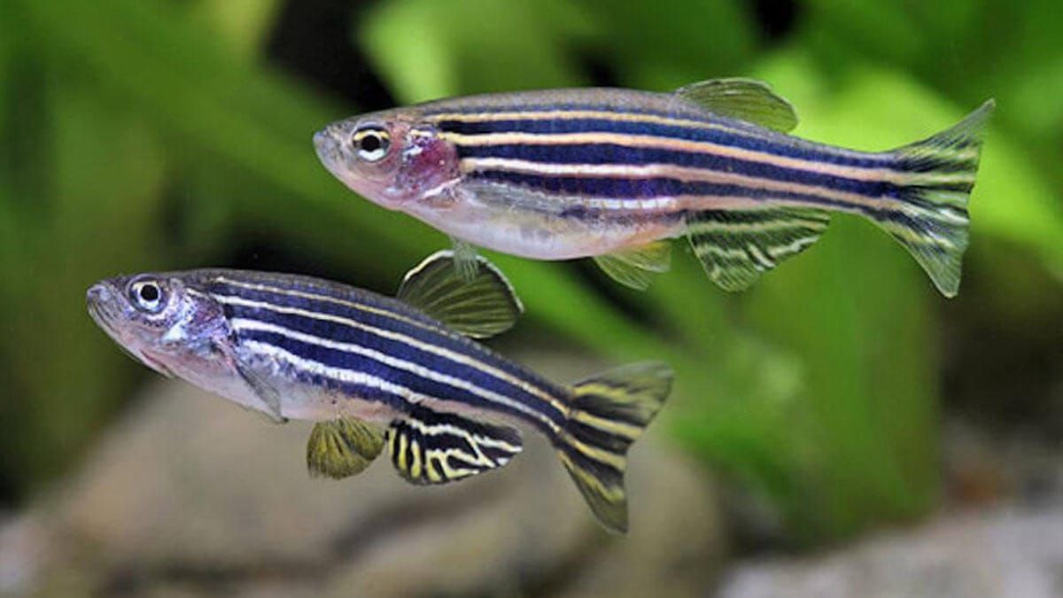 Ô nhiễm kẽm là một vấn đề nghiêm trọng cũng như độc tính của kẽm đã được ghi nhận ở một số loài, trong đó có cá ngựa vằn